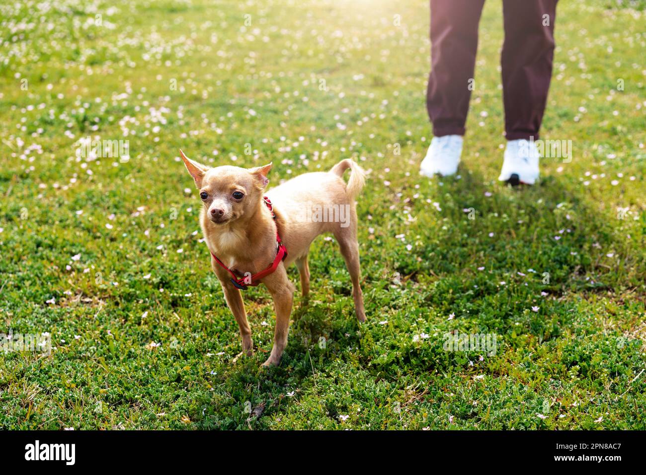 Piccolo cane razza Toy Terrier camminare su erba verde all'aperto con il suo proprietario. Foto Stock