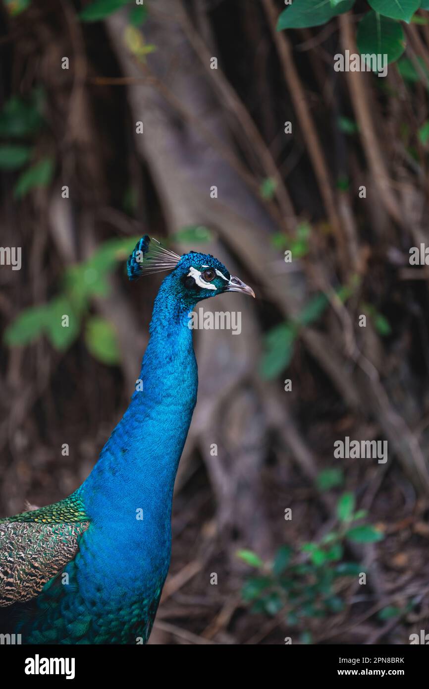 Un vivace pavone arroccato in cima a uno sperone roccioso, circondato da lussureggianti foglie in un ambiente naturale all'aperto Foto Stock