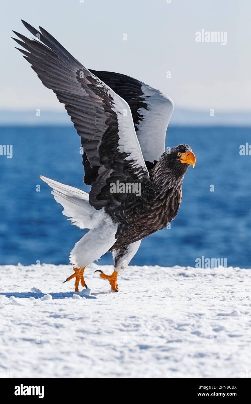 Stellers Sea Eagle (Haliaeetus pelagicus) sorge sulla neve poco prima del decollo. Rausu, Menashi, Hokkaido, Giappone. Foto Stock