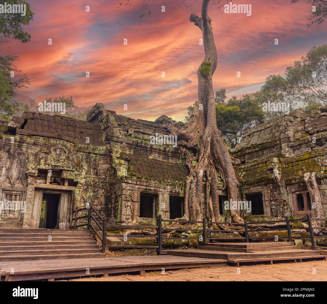 Splendida vista serale del tempio di Ta Prohm con grandi alberi antichi che crescono sulle rovine Foto Stock