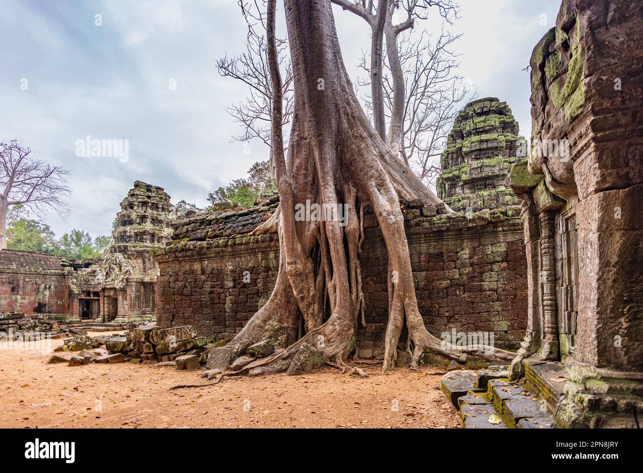 Splendida vista sul tempio di Ta Prohm con grandi alberi antichi che crescono sulle rovine Foto Stock