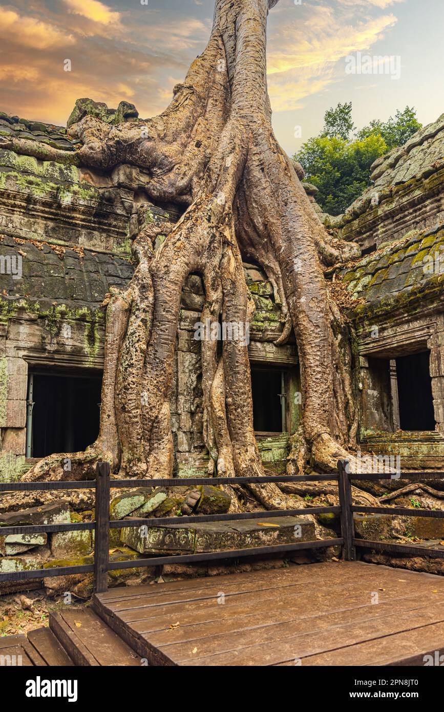 Splendida vista sul tempio di Ta Prohm con grandi alberi antichi che crescono sulle rovine Foto Stock