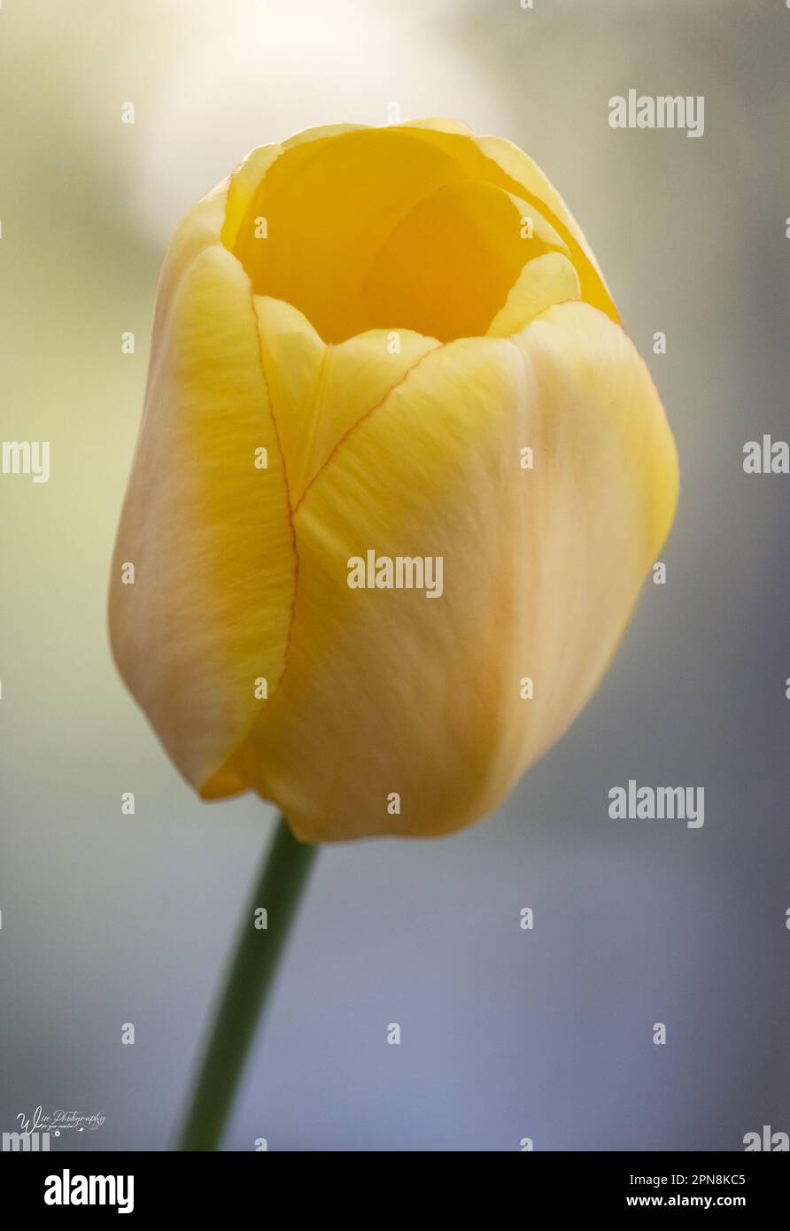 Un unico fiore di tulipano giallo pallido, tulipa, su un gambo con un delicato sfondo bokeh e luce del sole che splende da dietro in primavera, Pennsylvania Foto Stock