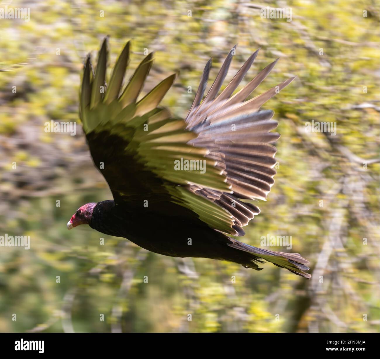 Tacchino Vulture in volo. Calero Reservoir County Park, Santa Clara County, California, Stati Uniti. Foto Stock