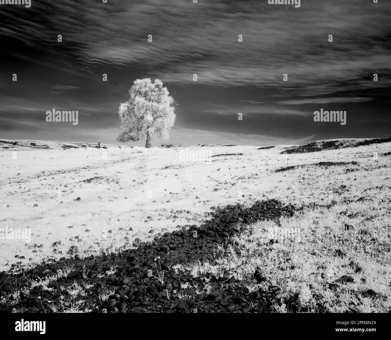 Immagine minimalistica monocromatica a infrarossi di un albero di quercia e di un campo a Table Mountain Reserve - Butte County California, USA. Foto Stock