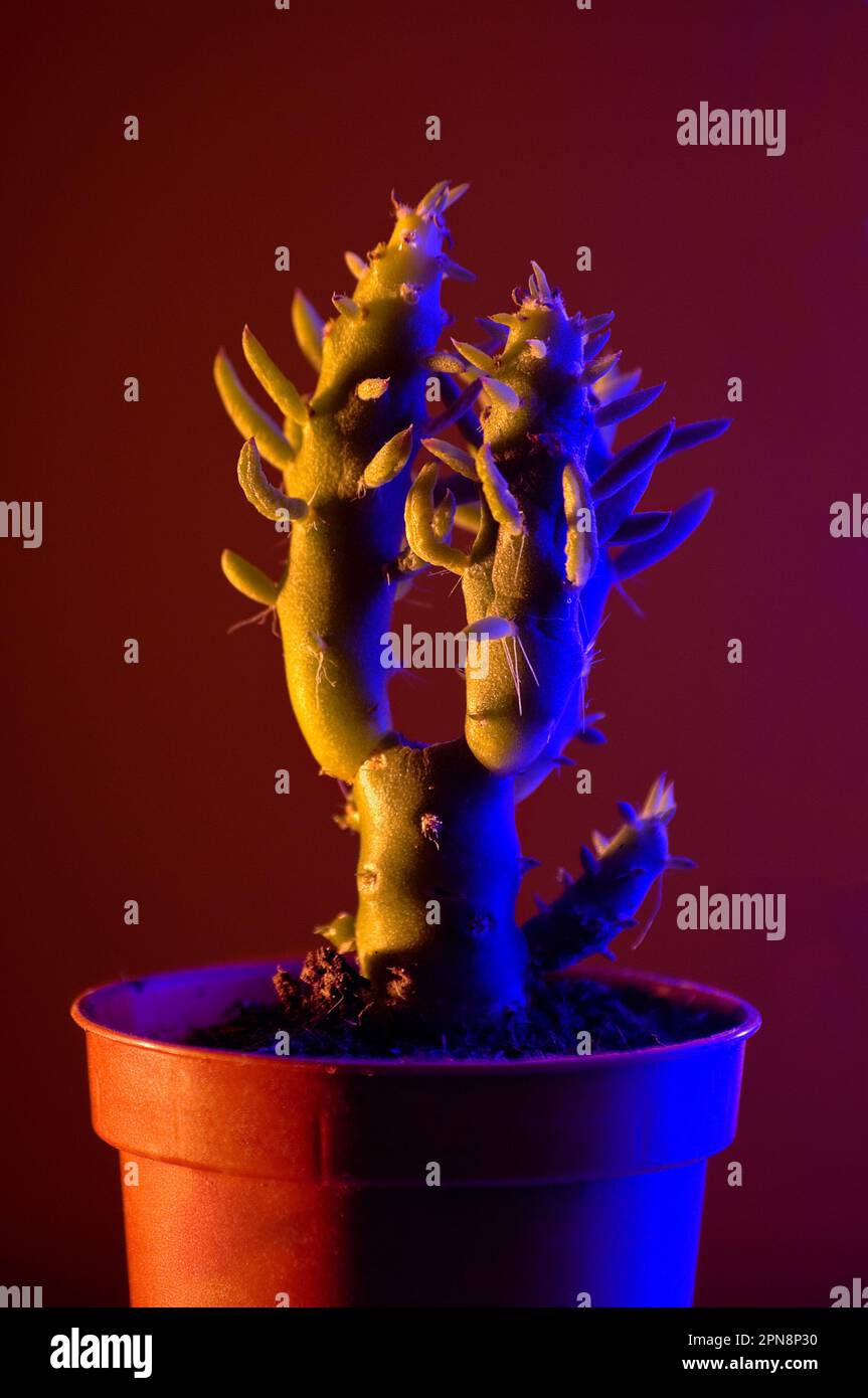 Mini cactus in un piccolo recipiente con luce blu e arancione. Foto Stock