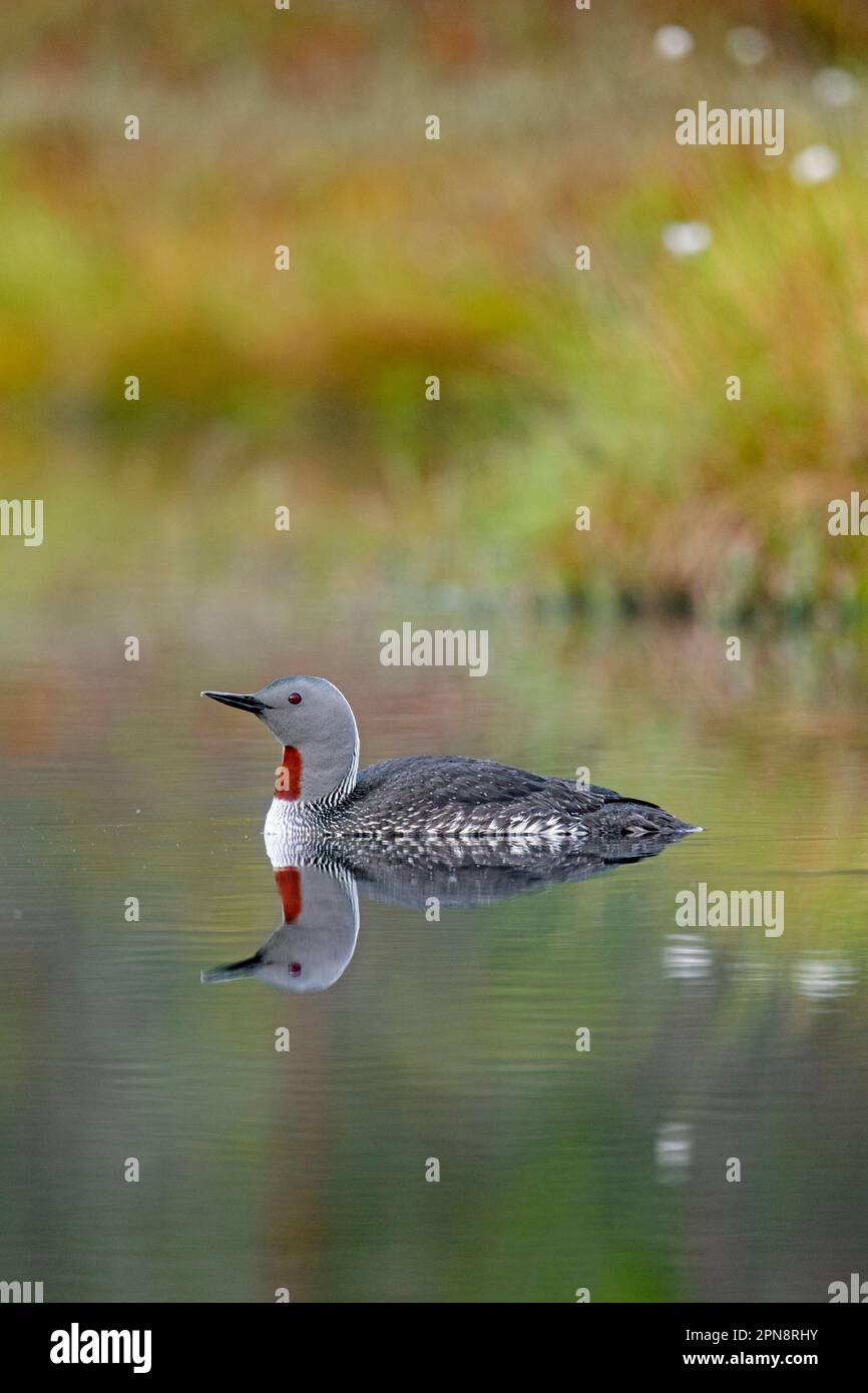 loon a gola rossa / subacqueo a gola rossa (gavia stellata) in allevamento piumaggio nuoto in lago in estate Foto Stock