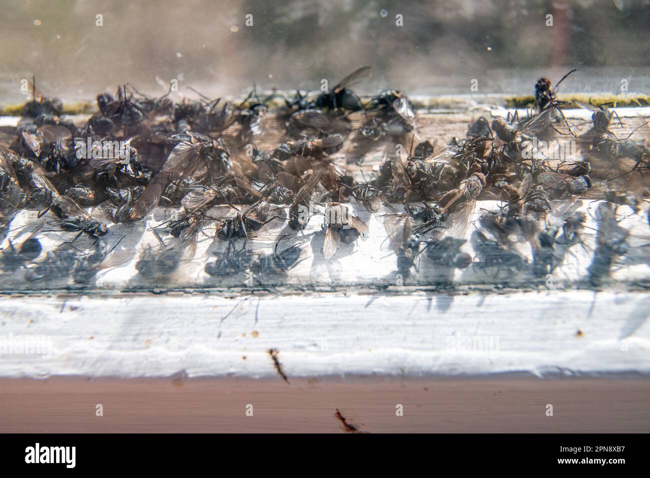 Mosche morte catturate in una finestra Foto Stock