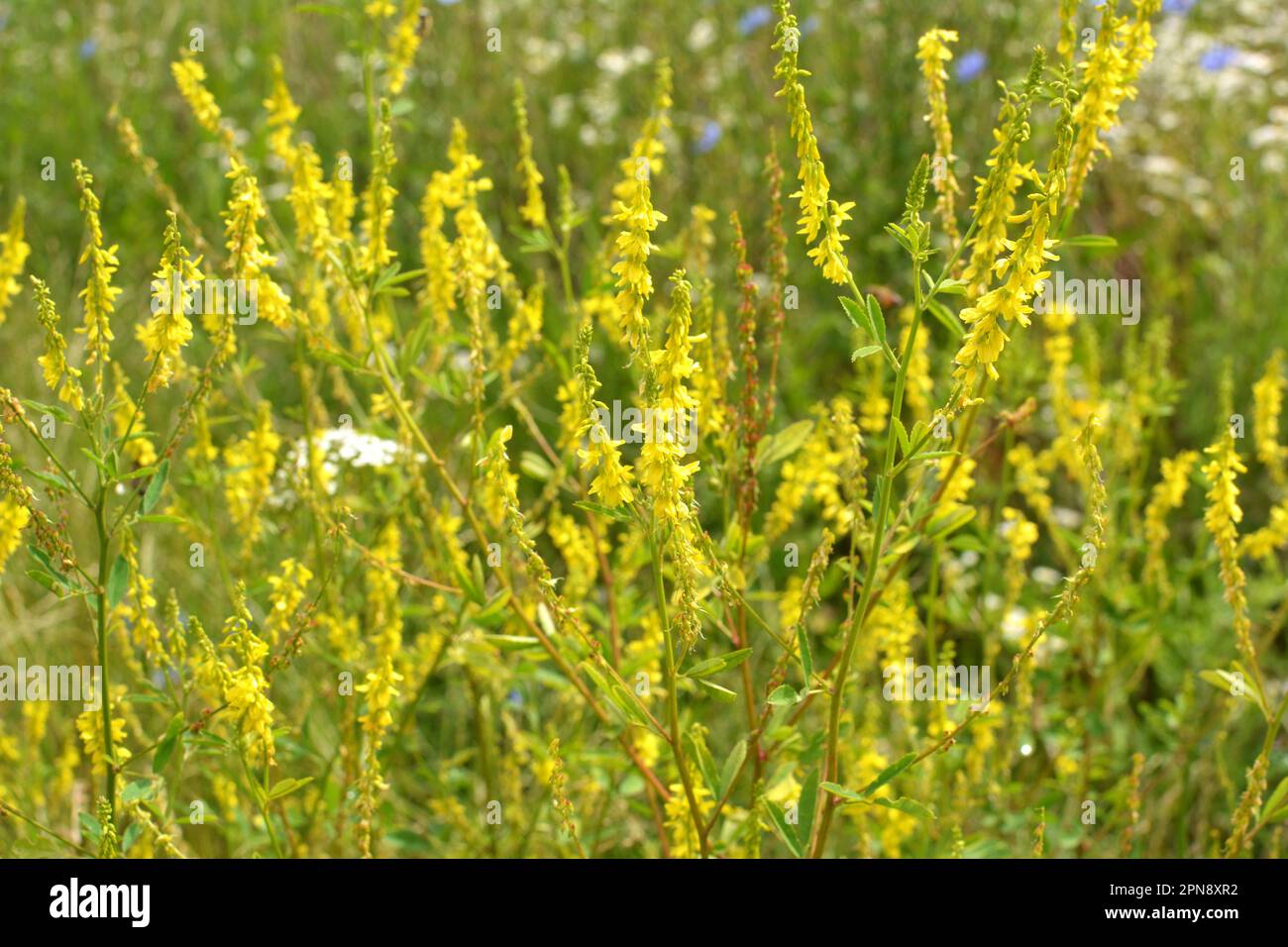 Giallo melilota (Melilotus officinalis) fiorisce in natura in estate Foto Stock