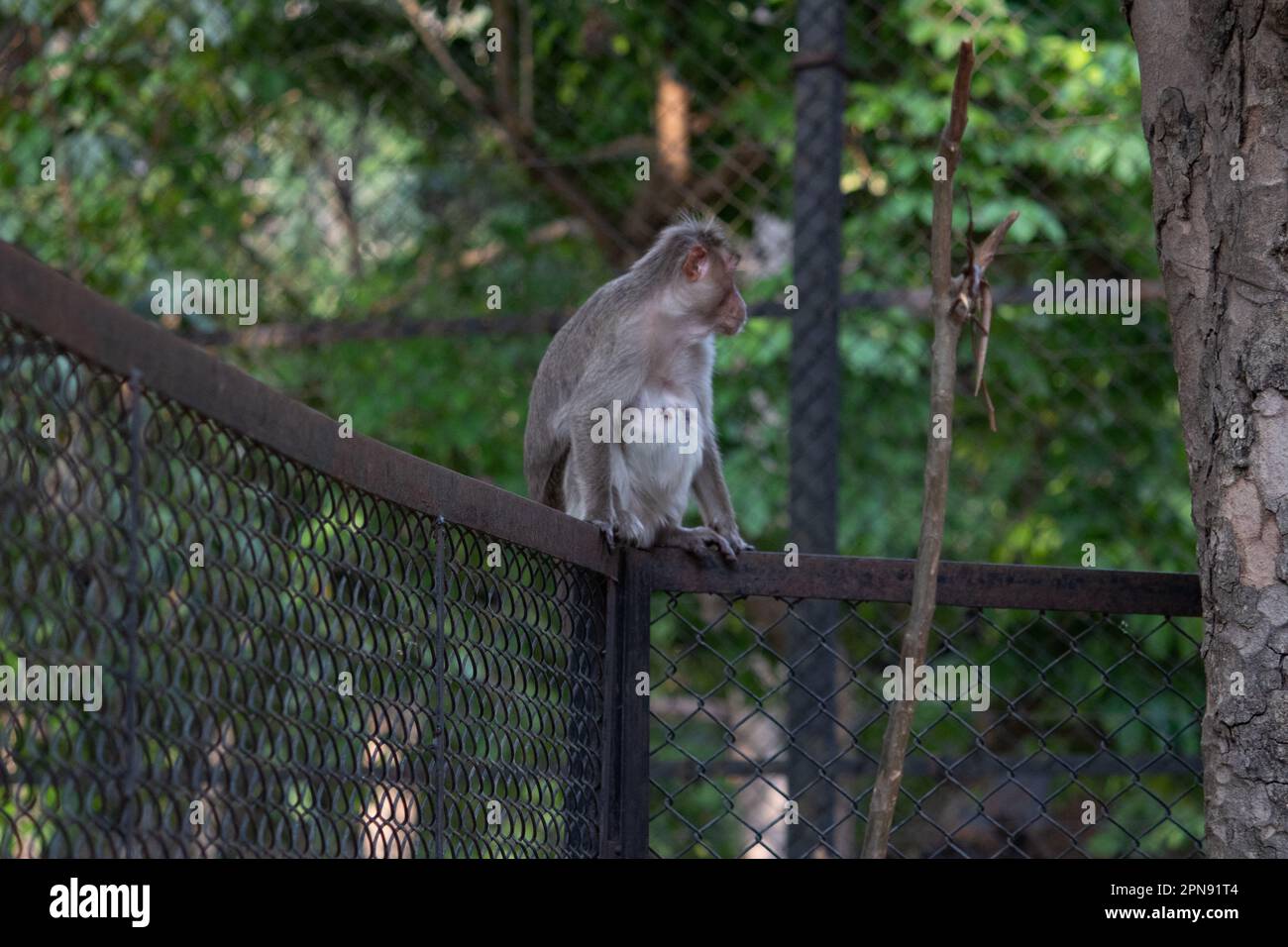 scimmia al parco nazionale di Bannerghatta Bangalore giocando nello zoo. foresta Riserva Naturale santuari in Karnataka India Foto Stock