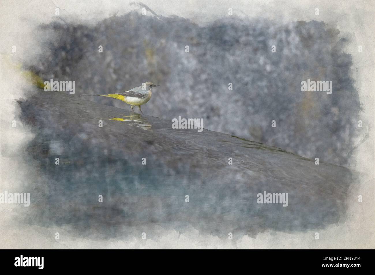 Un dipinto digitale ad acquerello di una Wagtail grigia, Motacilla cinerea camminando in acqua a uno stramazzo con riflessione nel Regno Unito. Foto Stock
