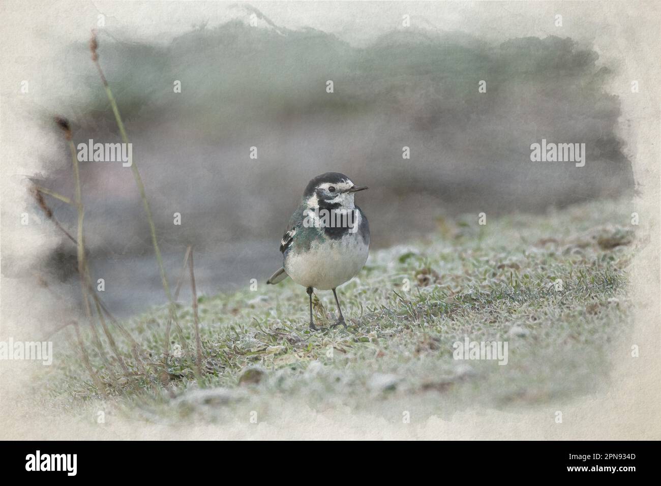 Dipinto digitale ad acquerello, Motacilla Alba Yarrellii su pascoli congelati durante l'inverno britannico. Foto Stock