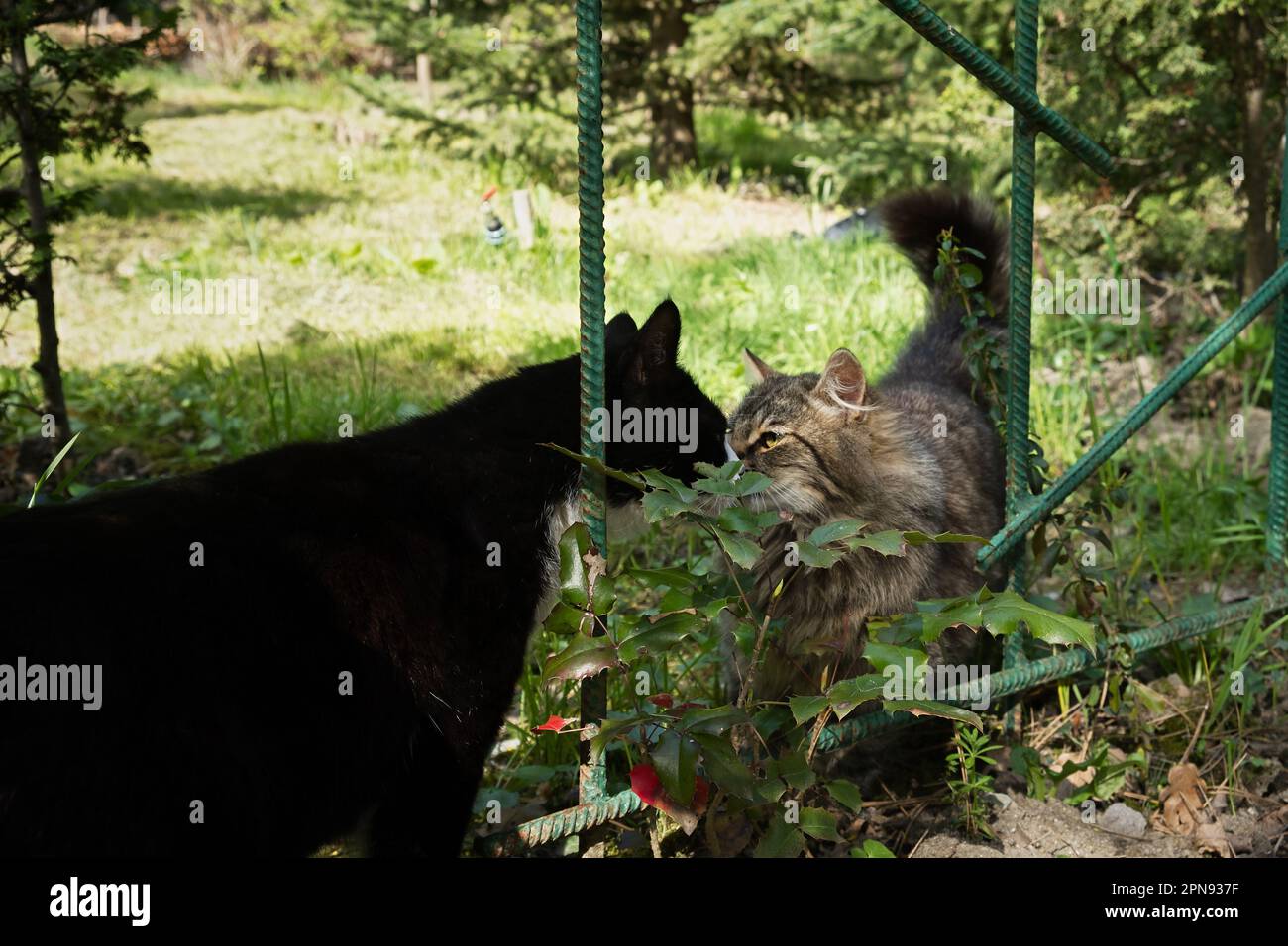 Due gatti stanno baciando. Gatto a strisce nere e grigie nel giardino insieme. Il concetto di tenerezza, amore e romanticismo. Un momento incredibile nella natura. A b Foto Stock