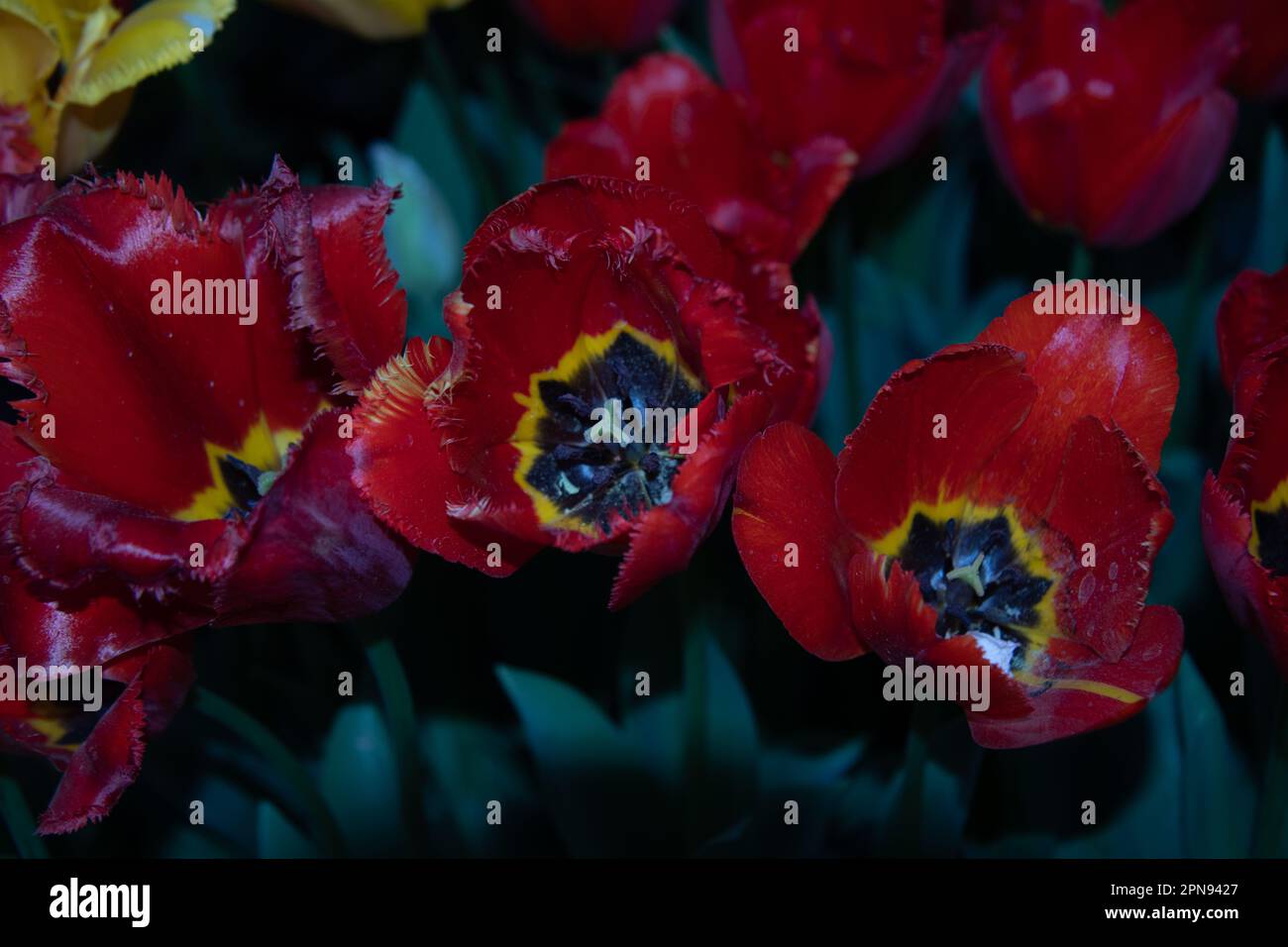 Set di tulipani rossi in modalità buio illuminati di notte Foto Stock