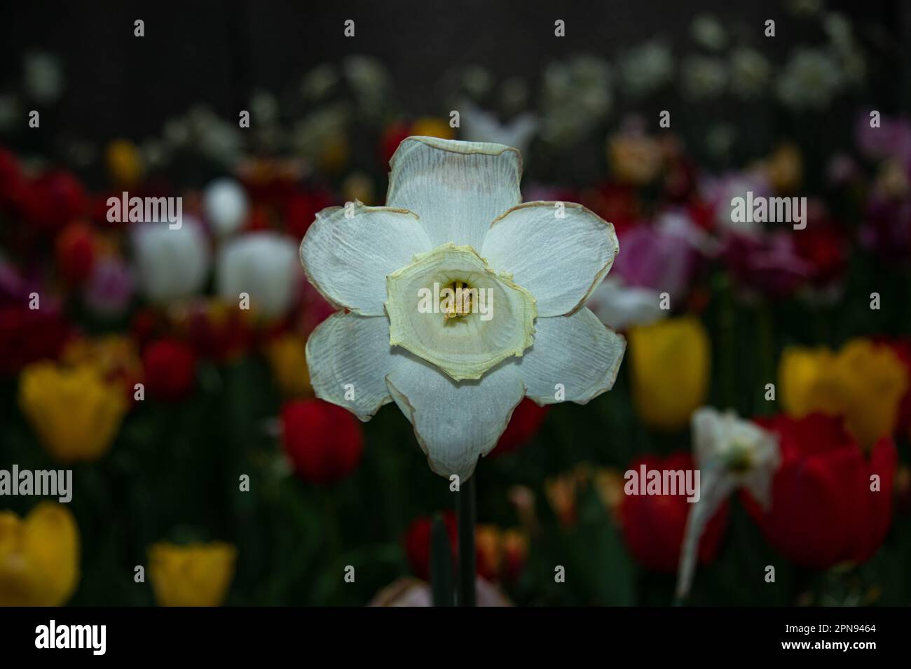 Set di tulipani in un giardino illuminato di notte con un bianco e uno aperto nella parte anteriore Foto Stock