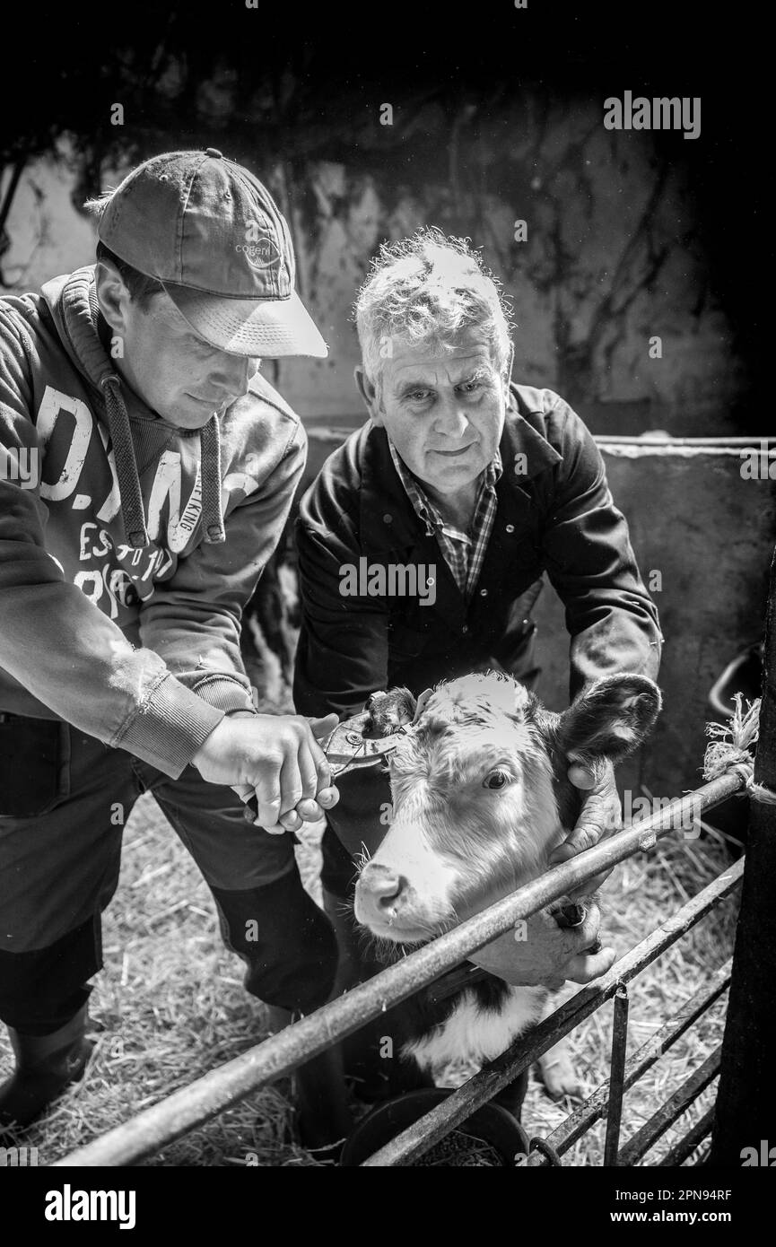 due coltivatori orecano che contrassegnano un vitello Foto Stock