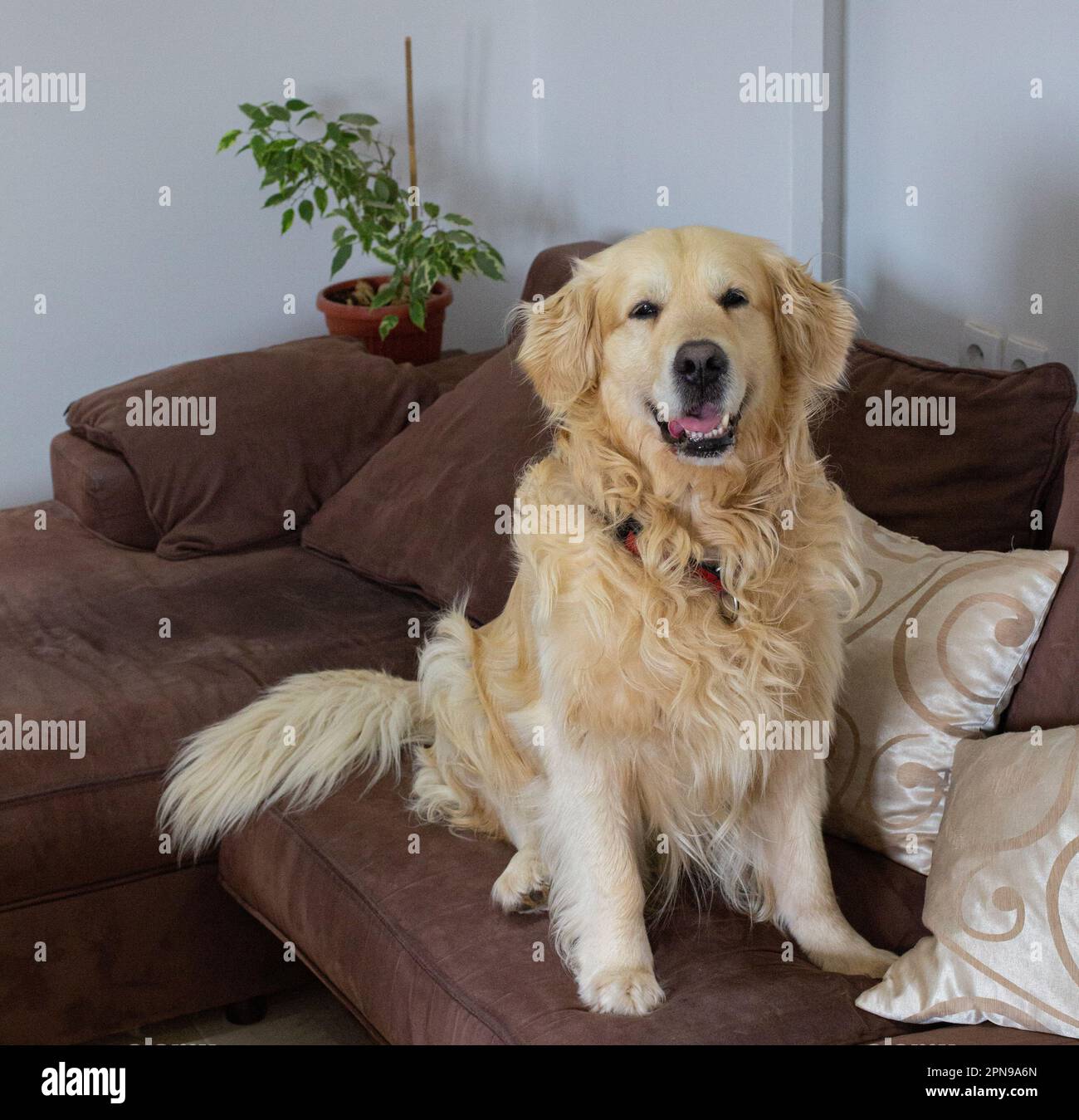 Golden Retriever cane in casa Foto Stock