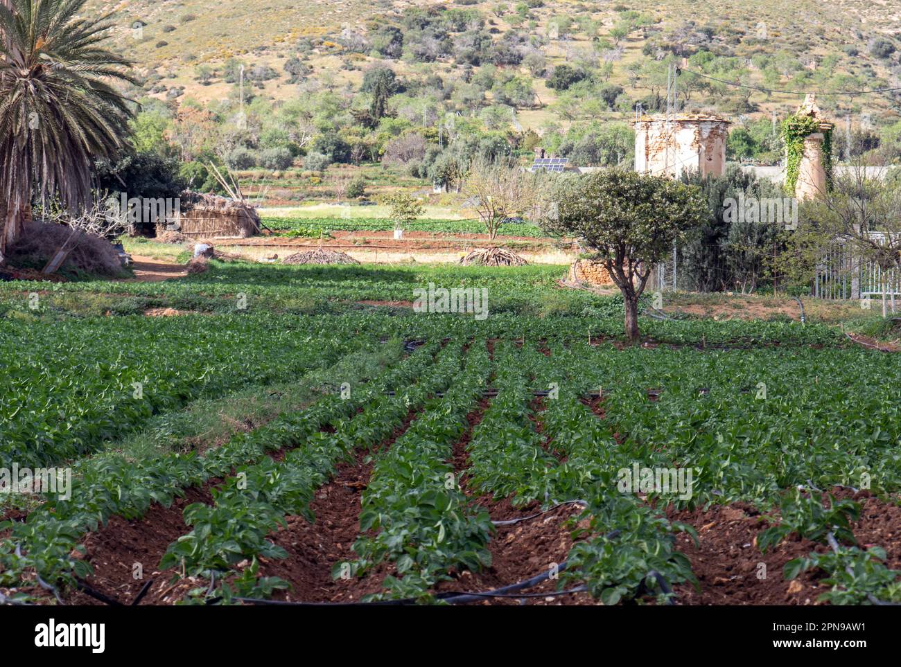 Titolo: Agricoltura in un settore nella regione di Bizerte, Tunisia. Foto Stock