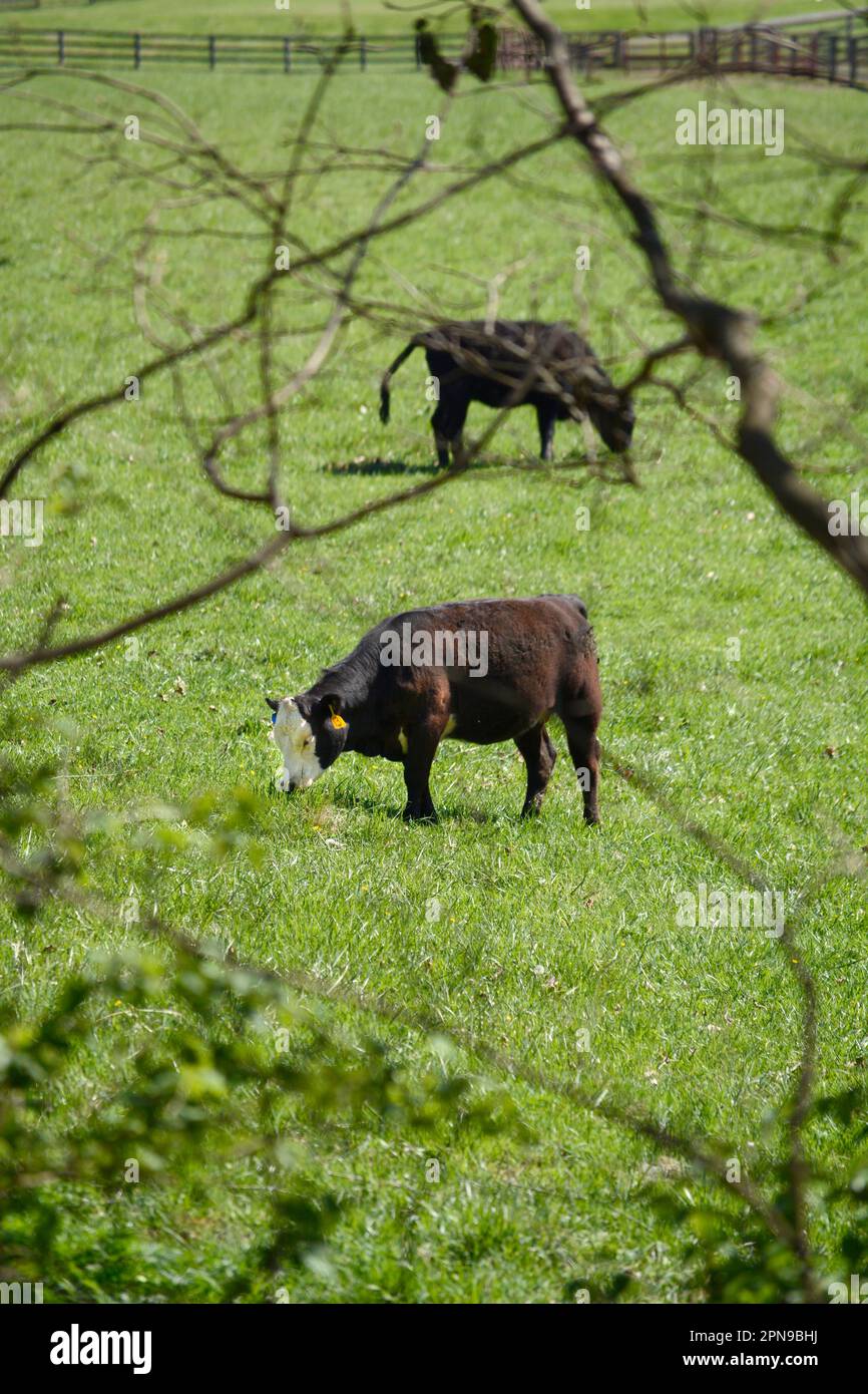Bestiame bovino pascolano in un pascolo in una fattoria rurale in Abingdon Virginia. Foto Stock