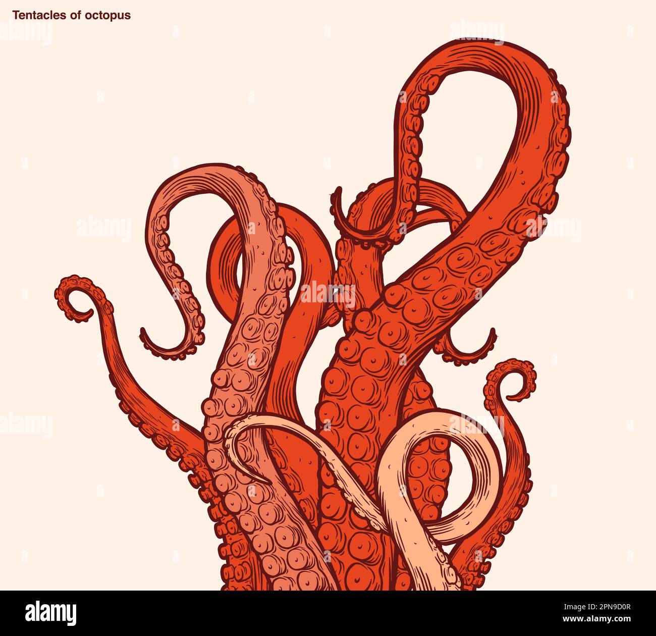 Tentacoli di polipo rosso che raggiungono l'alto, parti del corpo di animali marini simili a calamari che sporgono dalla cornice, tagliate per la progettazione di alimenti o cornici, disegni di cartoni animati Illustrazione Vettoriale