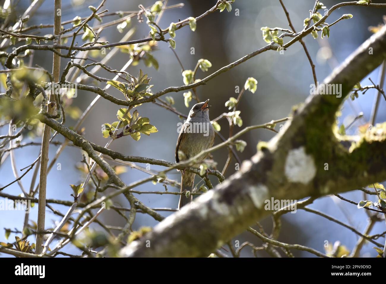 Canto Dunnock (Prunella modularis) arroccato tra Twig soleggiati, di fronte alla Camera, con testa Skywards contro un cielo blu e Twigs sfondo, Regno Unito Foto Stock