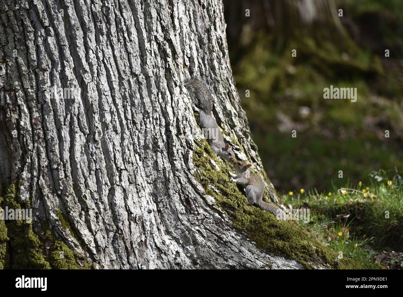 Due scoiattoli grigi orientali (Sciurus carolinensis) si saluto l'un l'altro alla base di un tronco d'albero in un giorno soleggiato in Galles, Regno Unito in primavera Foto Stock