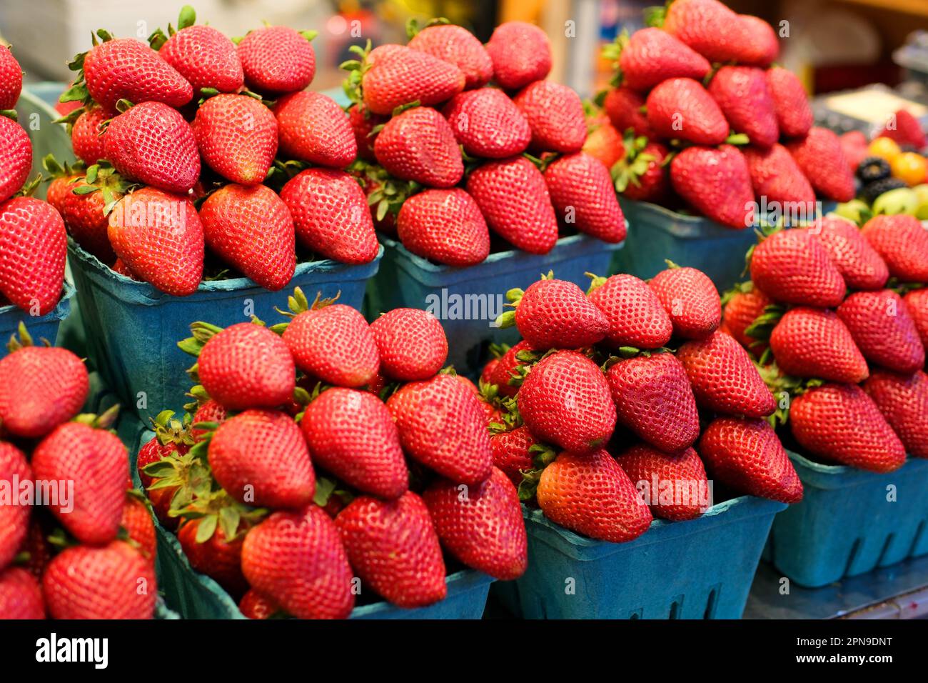 Molti contenitori contenenti un sacco di fragole. La fragola da giardino è una specie ibrida molto diffusa del genere Fragaria. Riprese in 4K di alta qualità Foto Stock