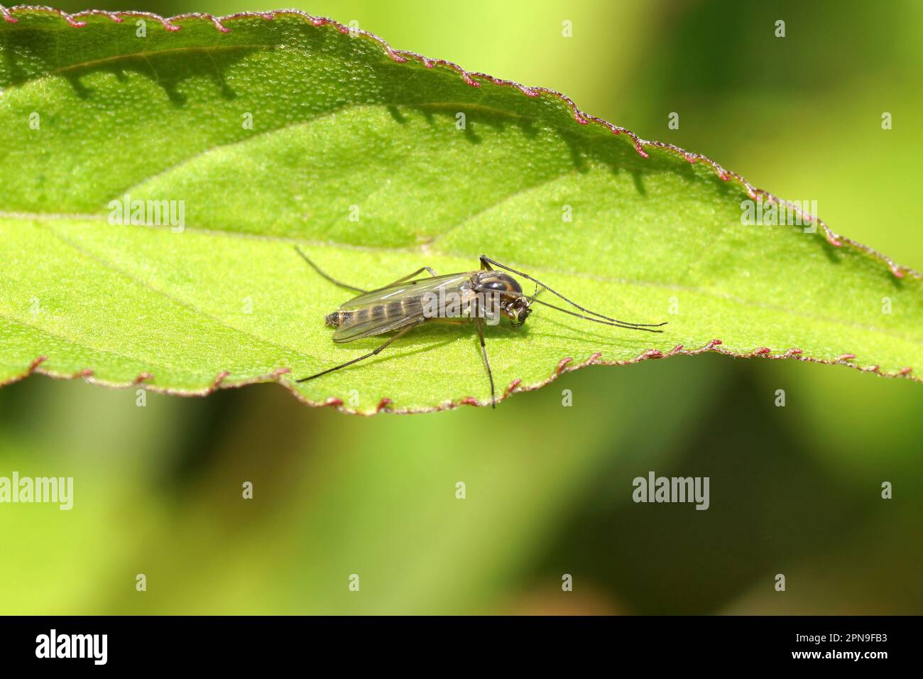 Closeup piccolo, chironomide femminile, ostetrica non mordente, famiglia Chironomidae che riposa su una foglia. Primavera, giardino olandese, aprile, Paesi Bassi. Foto Stock