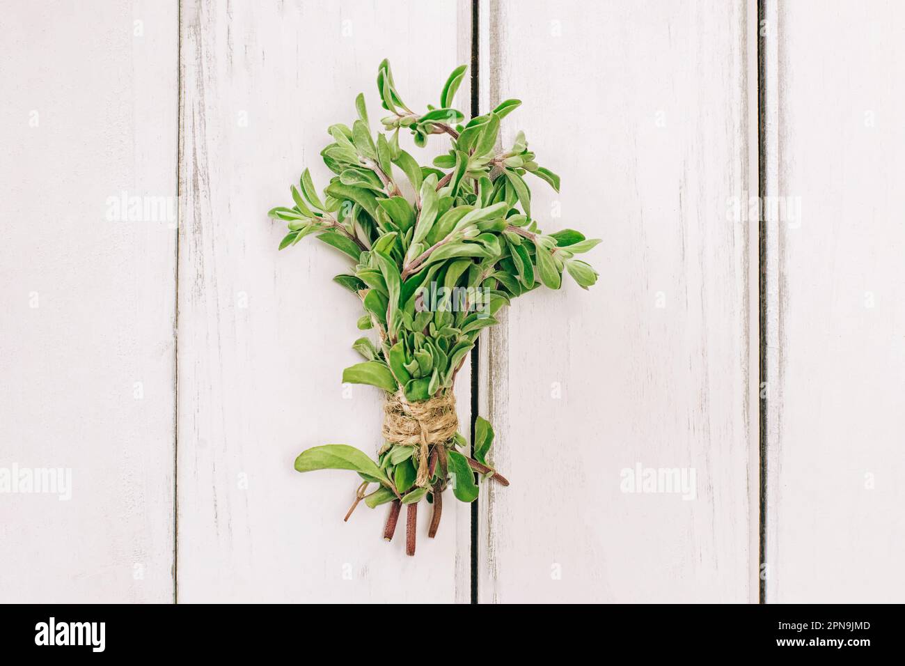 Mazzo di origano fresco sulla tavola bianca, erbe aromatiche per la cottura Foto Stock
