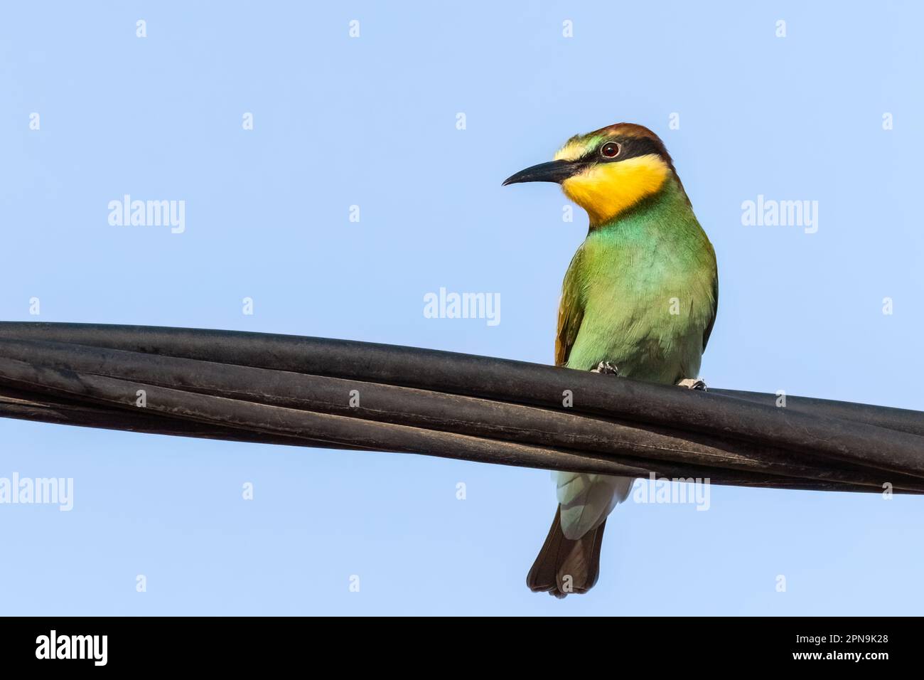 Ape-eater europeo o Apiaster Merops colorato piccolo uccello caccia api, ciello primavera Foto Stock