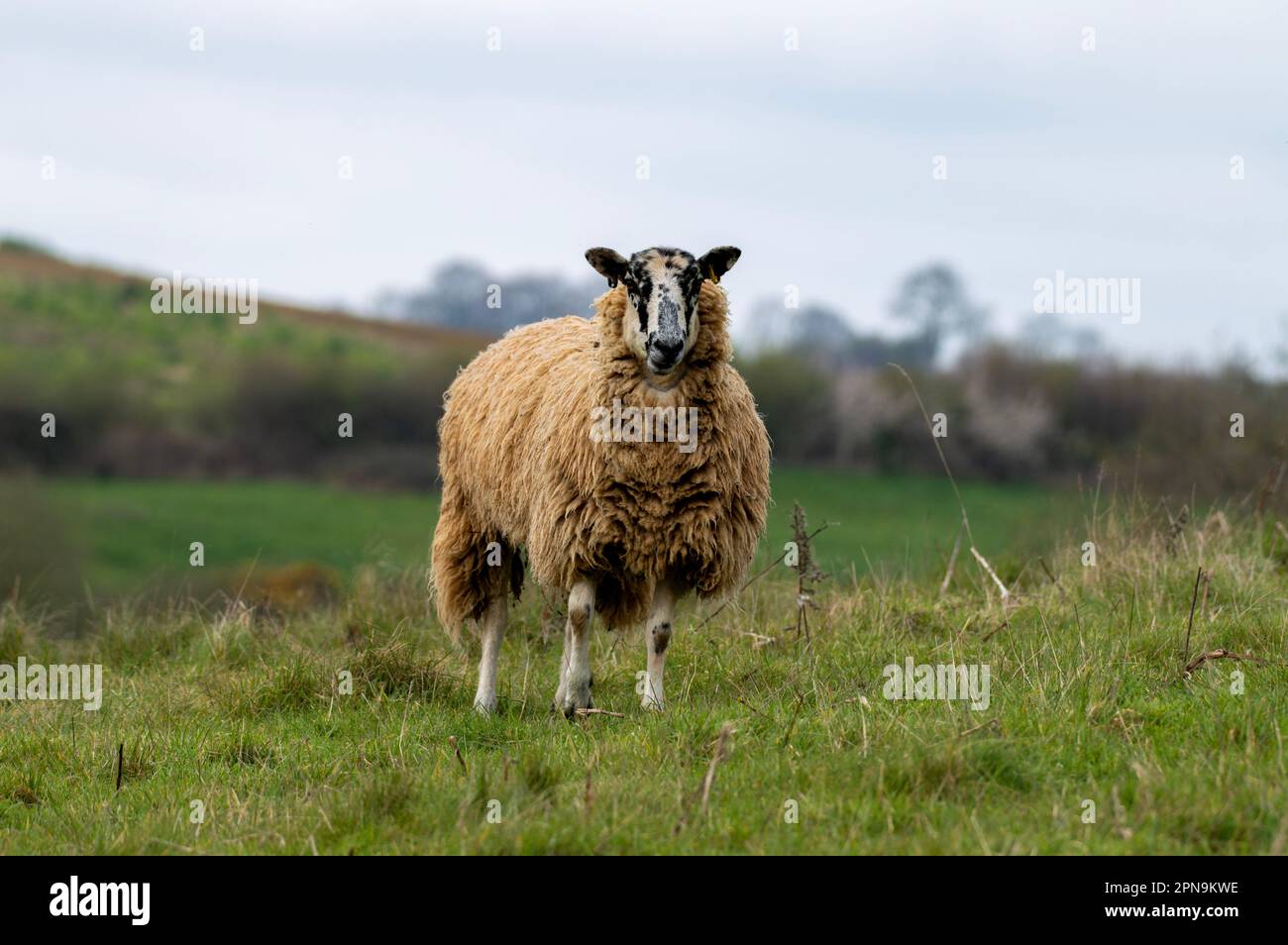 Pecore in un campo Foto Stock