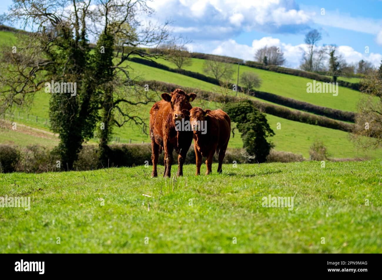 Vitello e madre vacca in un campo Foto Stock