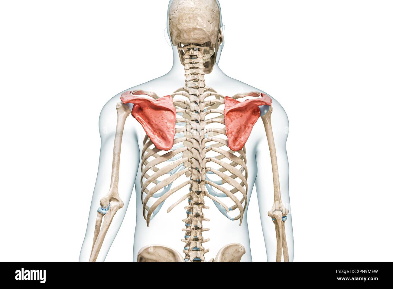 Scapola o ossa della lama della spalla a colori con corpo 3D rendering illustrazione isolato su bianco con spazio copia. Anatomia scheletrica umana, diagnostica medica Foto Stock