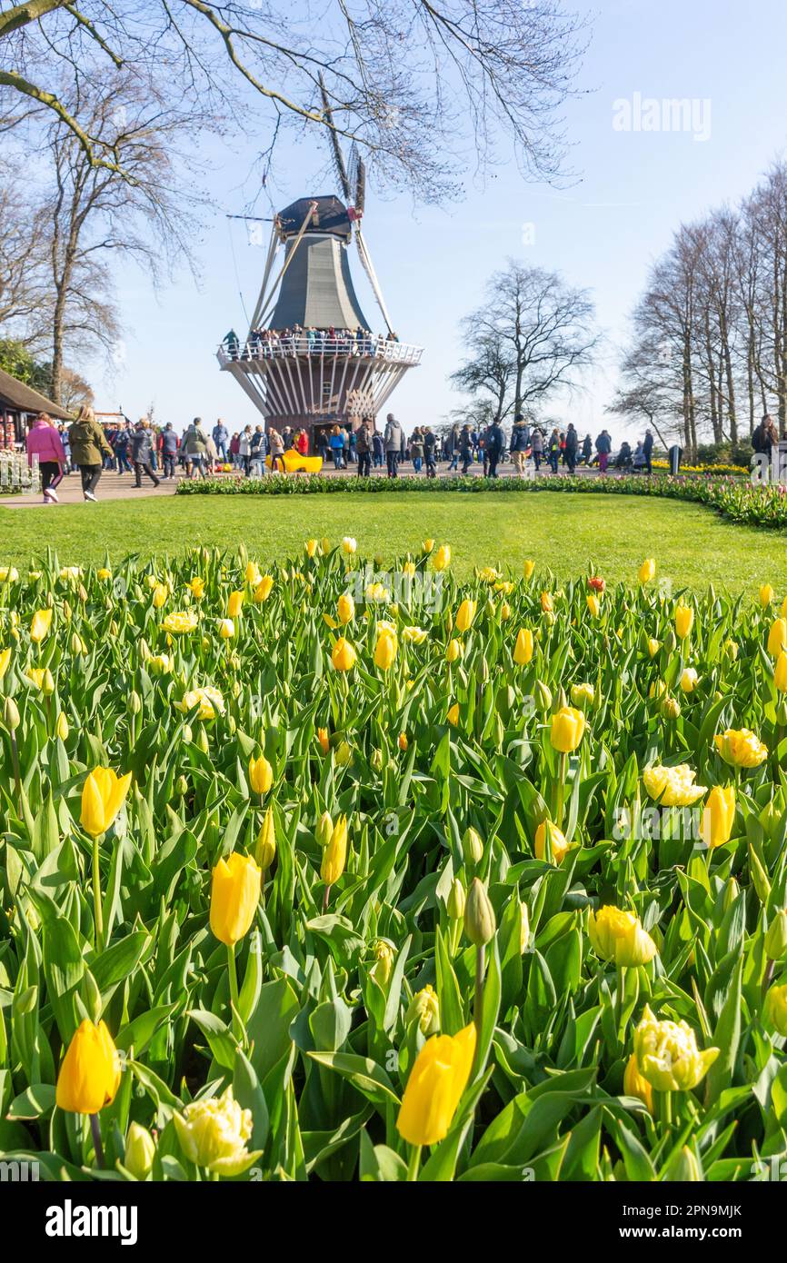 Tulip display and Mill, Keukenhof Gardens, Lisse, South Holland (Zuid-Holland), Regno dei Paesi Bassi Foto Stock