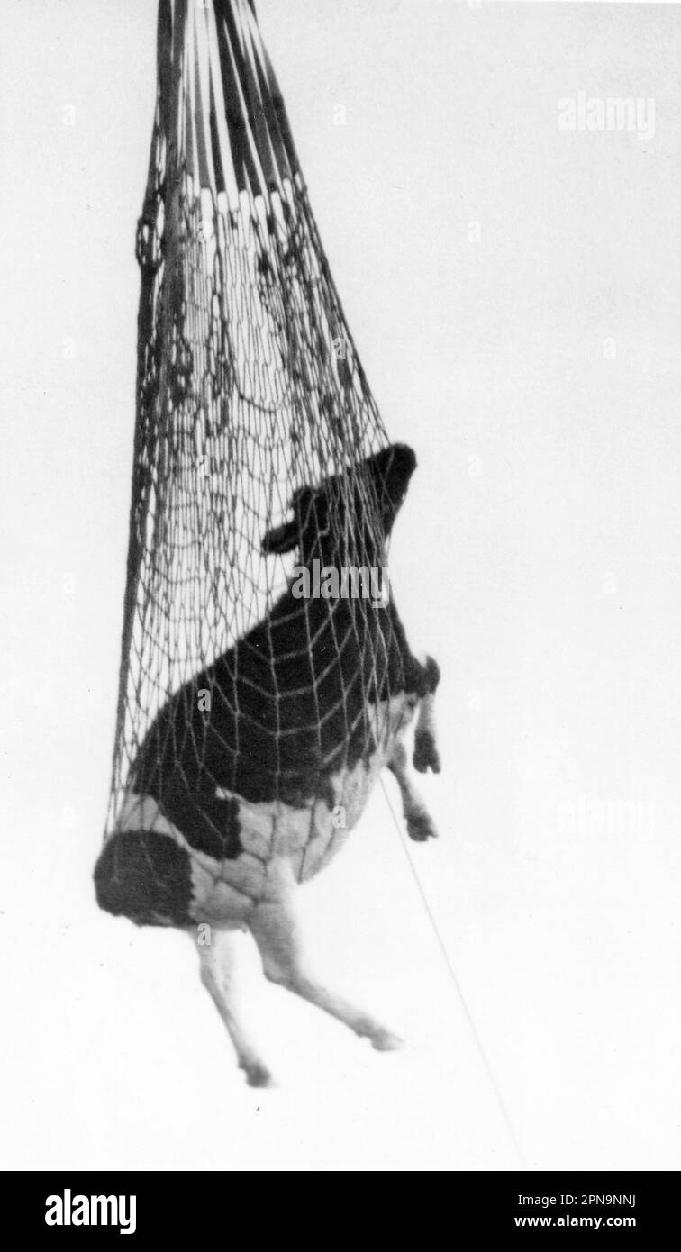 JASMINE LA MUCCA CHE È STATA SALVATA DALL'ELICOTTERO DI SALVATAGGIO AEREO DEL MARE DOPO CHE È CADUTO GIÙ LE SCOGLIERE SULL'ISOLA DI WIGHT, 1985 PIC MIKE WALKER, 1985 Foto Stock