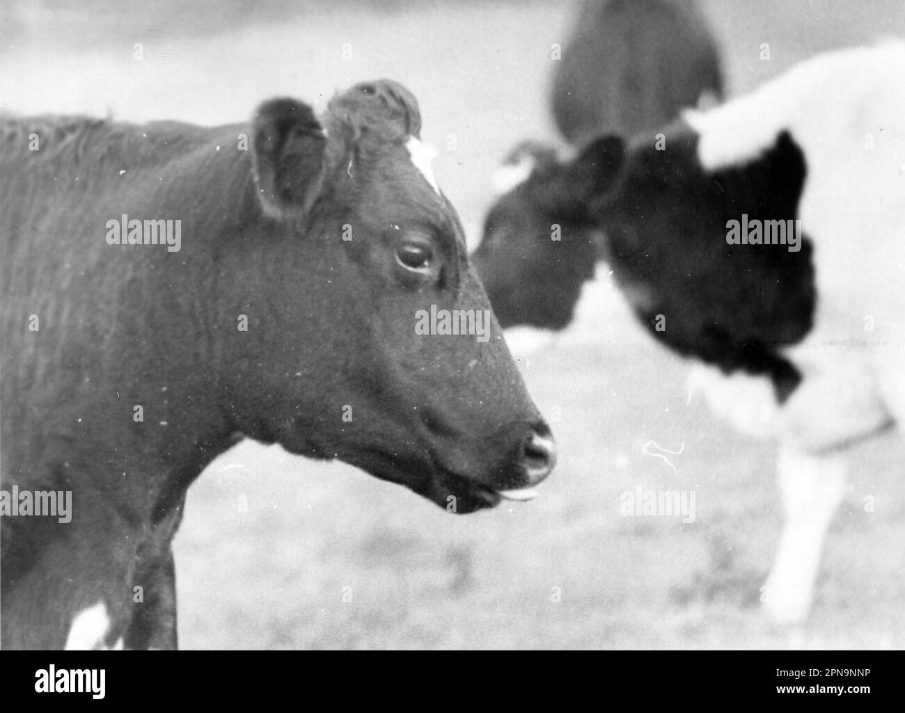 JASMINE LA MUCCA TORNA NEL SUO CAMPO SULL'ISOLA DI WIGHT DOPO ESSERE STATA SALVATA DALL'ELICOTTERO DI SALVATAGGIO AEREO DEL MARE DOPO CHE È CADUTA GIÙ LE SCOGLIERE SULL'ISOLA DI WIGHT, 1985 PIC MIKE WALKER, 1985 Foto Stock