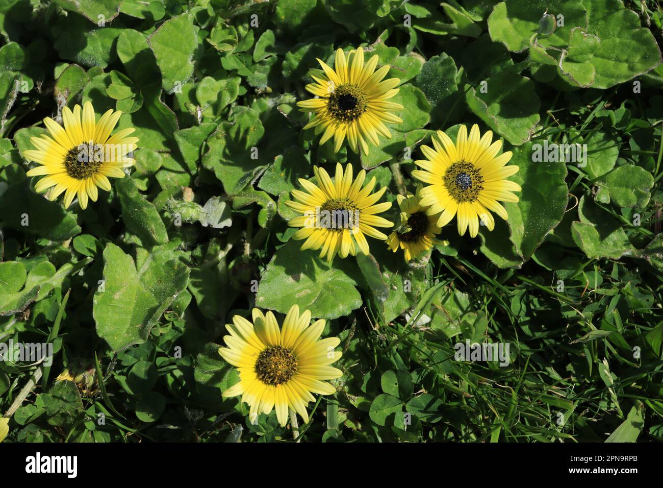 Margaritas grandes de color amarillo Foto Stock