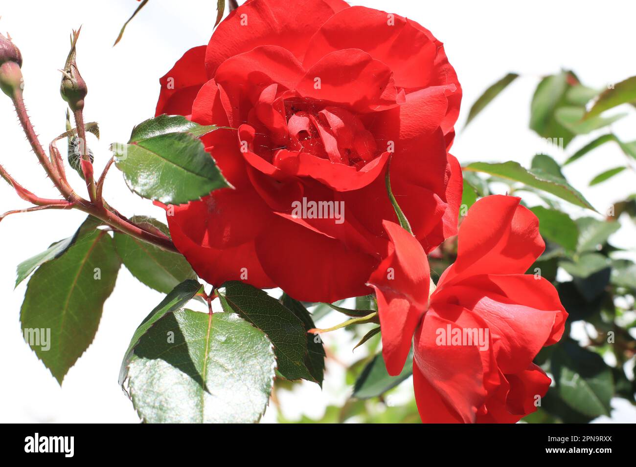 Rosa roja en la Primavera Foto Stock