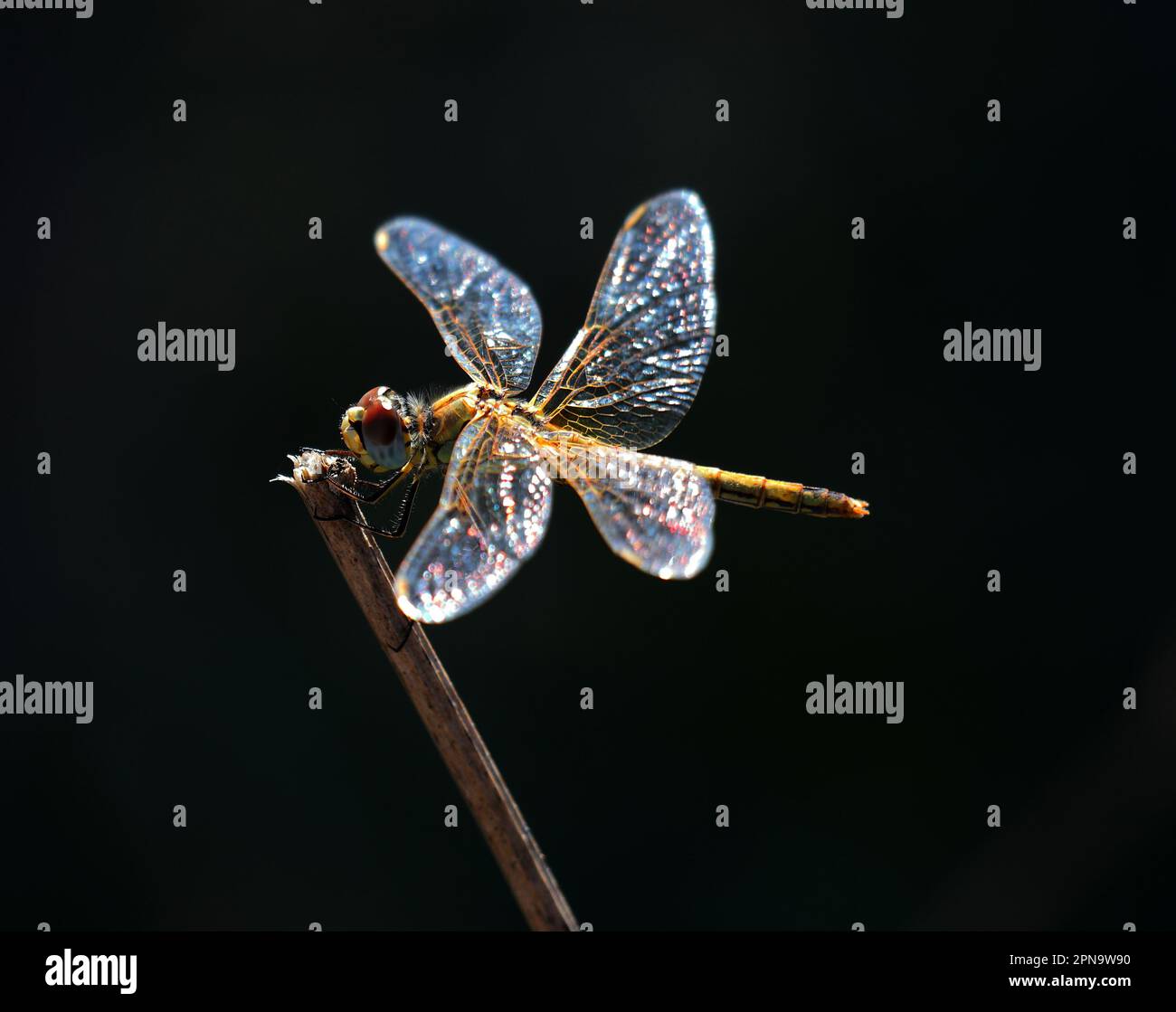 Femmina Skimmer Dragonfly Keeled - Orthetrum Coerulesce appollaiato su un ramoscello nella natura. Foto macro, retroilluminazione e messa a fuoco superficiale selettiva per effetto. Foto Stock