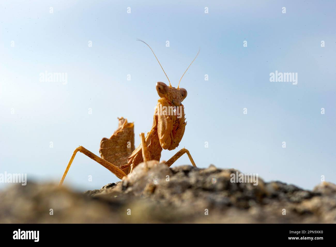 Mantide nane europee, femmina, Kleine Fangschrecke, Weibchen, Ameles spallanzania, Fangschrecken, Gottesanbeterin Sardegna Italia Foto Stock