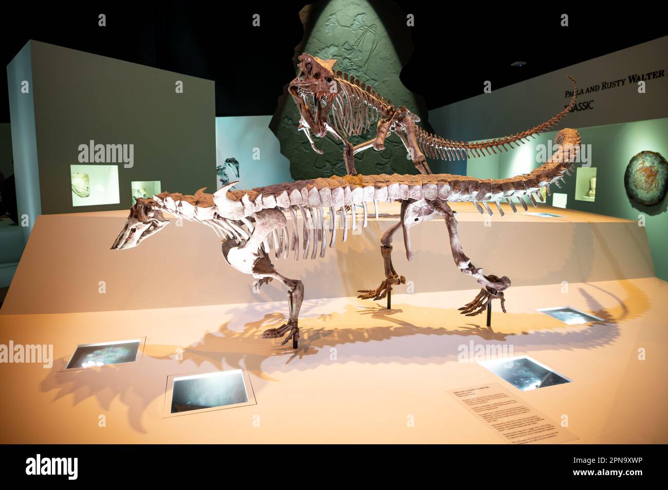 Houston, Texas - 7 aprile 2023: Mostre di dinosauri al Museo di Scienze naturali di Houston. Foto Stock
