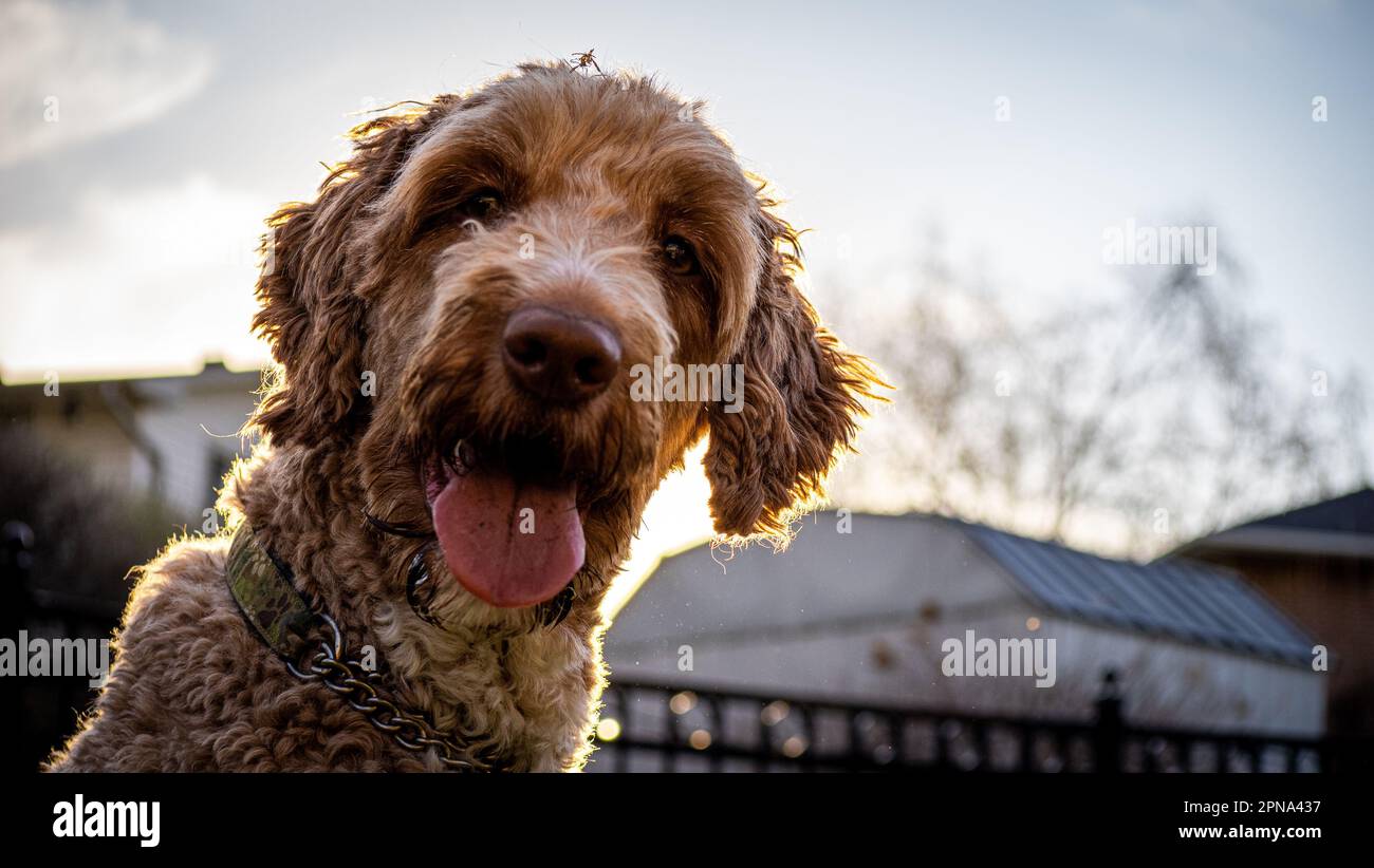 Cane che ansima in una giornata di sole Foto Stock