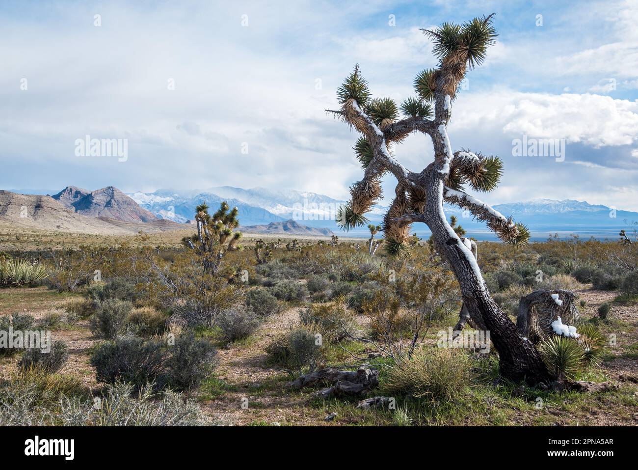 Joshua alberi fioriscono all'inizio della primavera nel nord del deserto del Mojave. Foto Stock