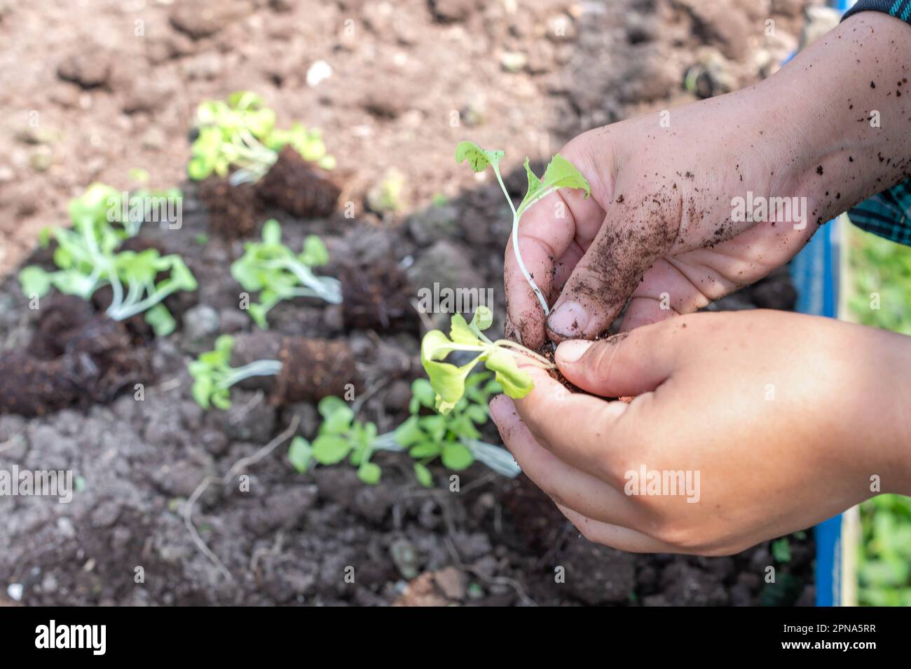 Primo piano Farmer femmina pianta germoglio con la lattuga verde in terreno fertile. Per il concetto di agricoltura vegetale biologica. Foto Stock