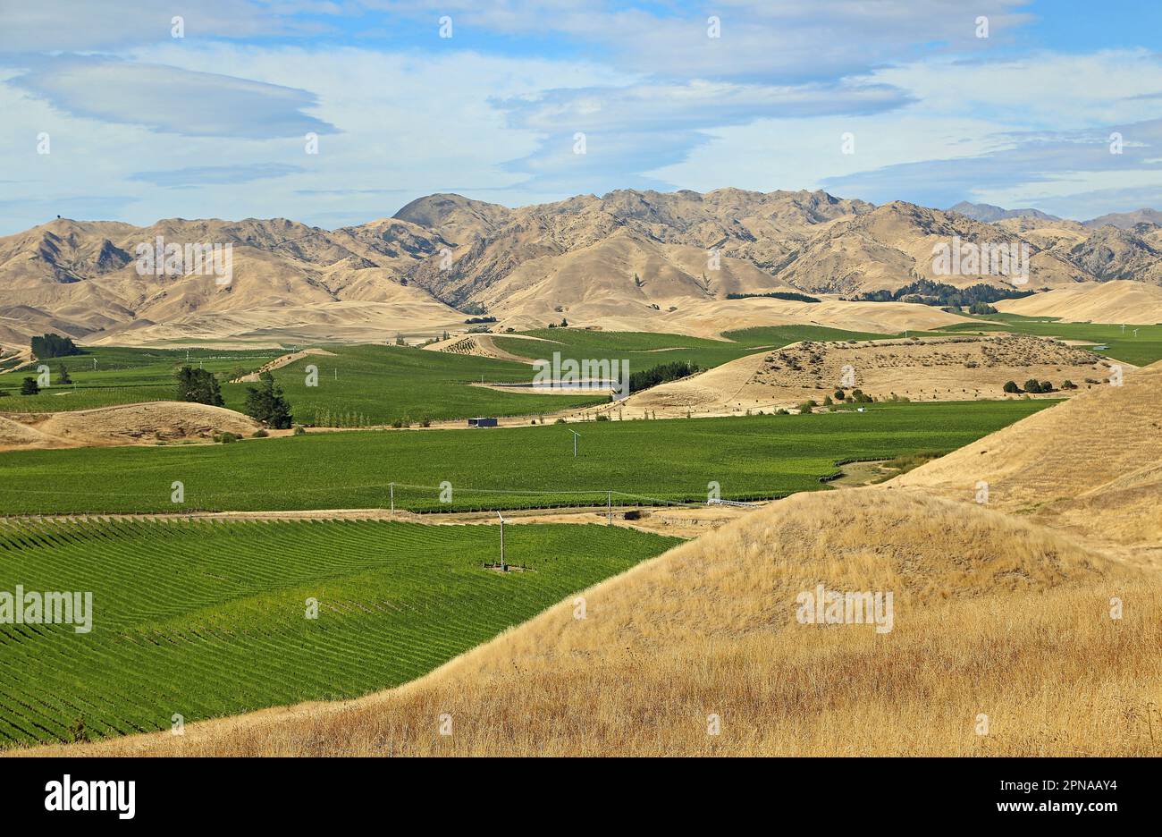 Vigneto a Marlborough - Nuova Zelanda Foto Stock