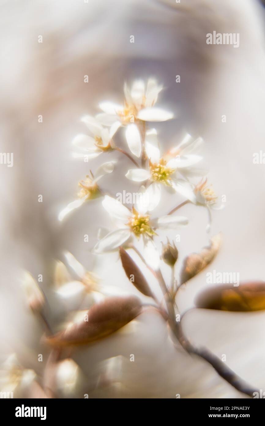 Ramo fiorito di una pera piangente (Amelanchier), pittoresco, impressionista, Assia, Germania Foto Stock