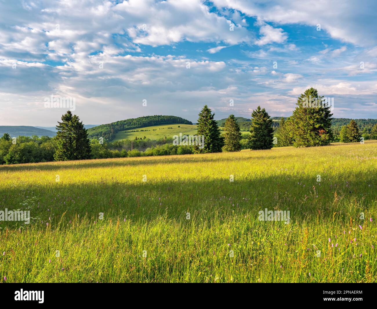 Paesaggio tipico della riserva della biosfera di Rhoen con prato umido, Bischofsheim in der Rhoen, bassa Franconia, Rhoen, Rhoen bavarese, Baviera, Germania Foto Stock