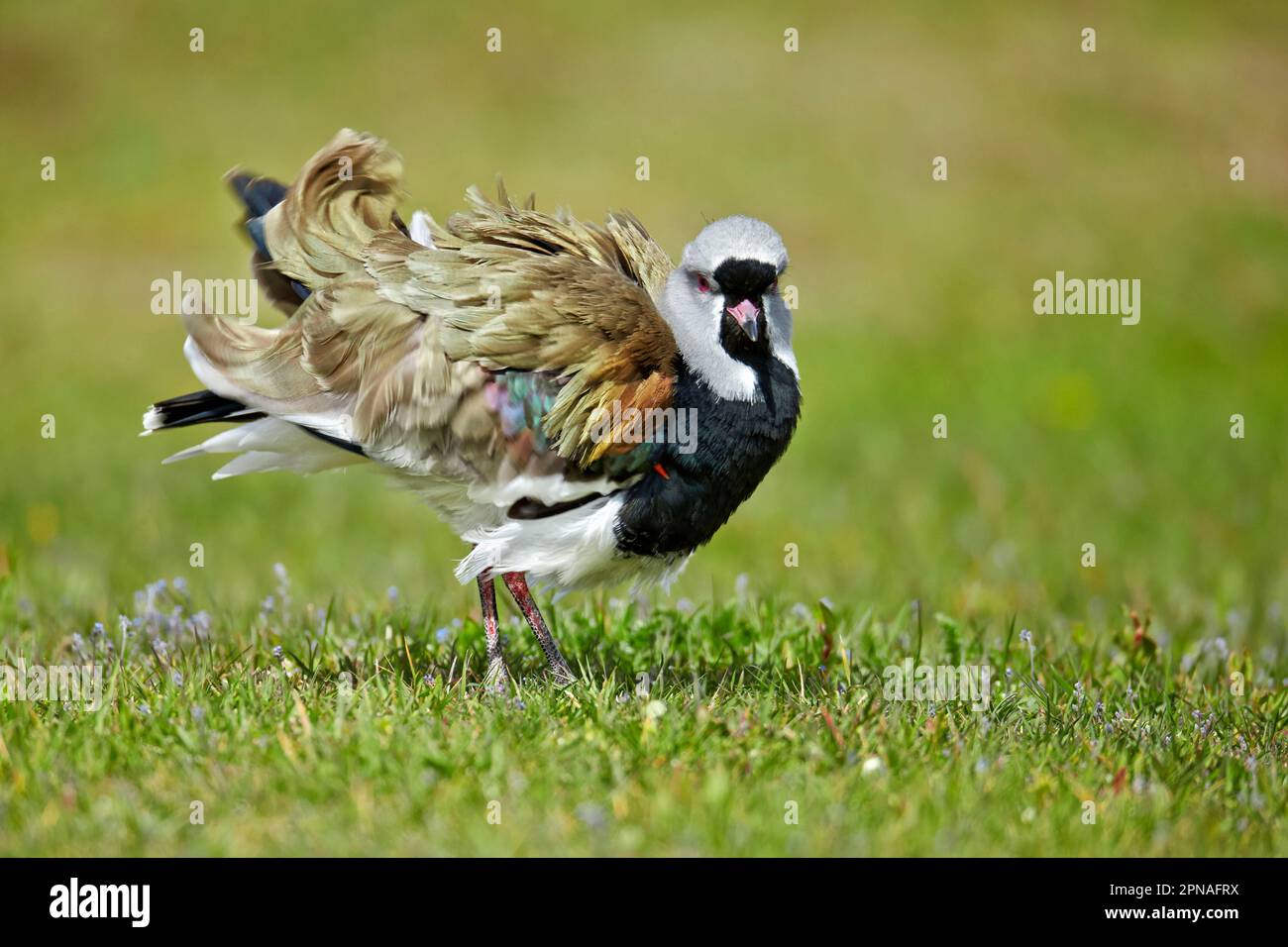 Lapwing meridionale (Vanellus chilensis) adulto, piume volanti, Torres del Paine N. P. Patagonia meridionale, Cile Foto Stock