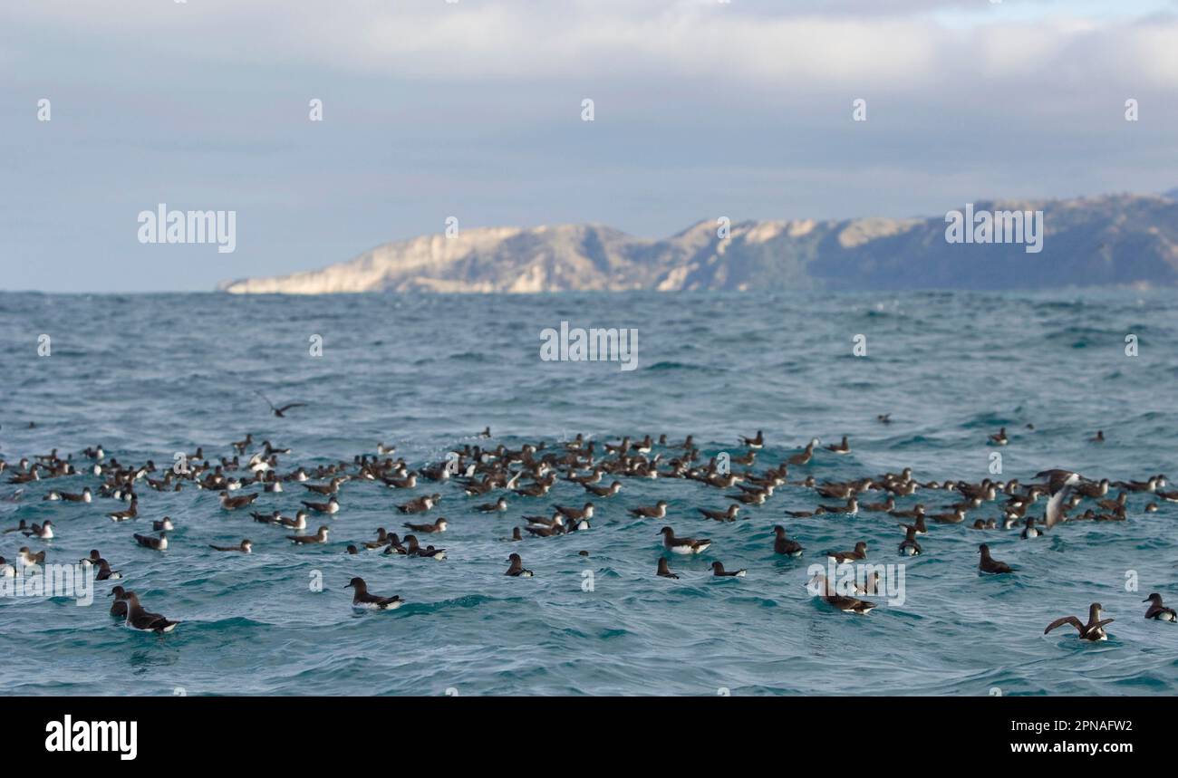 Gregge di acque di mare di Hutton (Puffinus huttoni), nuoto in mare, Kaikoura, Isola del Sud, Nuova Zelanda Foto Stock