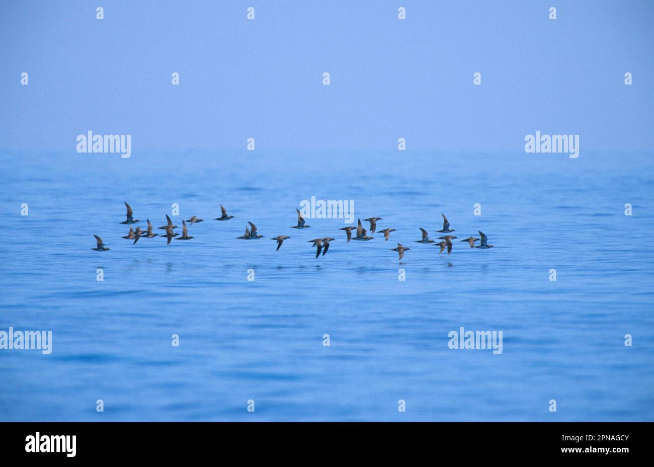 Yelkouan shearwater (Puffinus yelkouan), tubo-naso, animali, uccelli, Yelkouan Shearwater Group volare a bassa quota, Lesvos Foto Stock